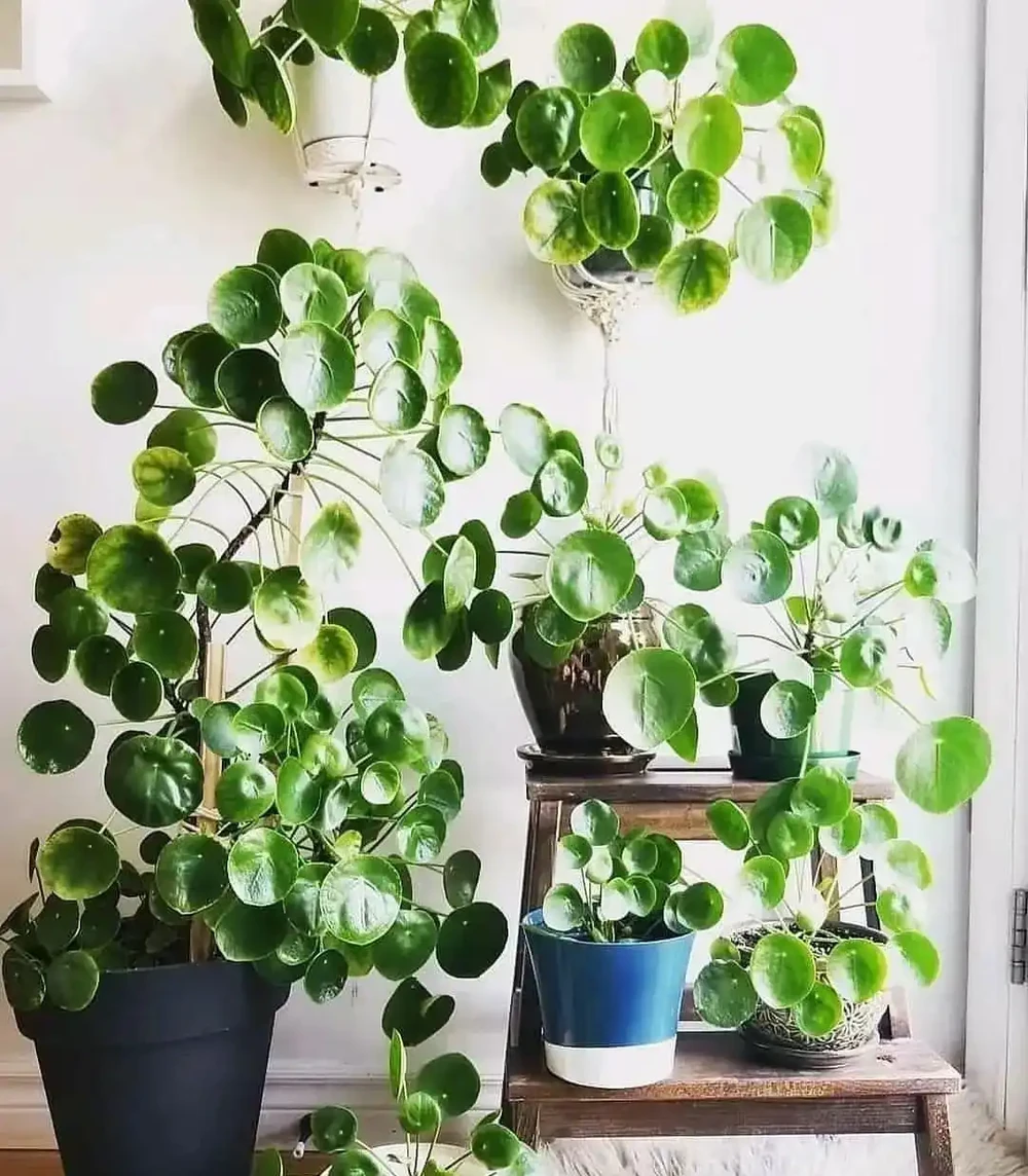 室內沒有陽光，養這8大類植物總不會錯，平價好看植物推薦