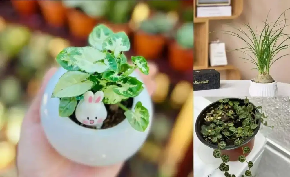 室內沒有陽光，養這8大類植物總不會錯，平價好看植物推薦