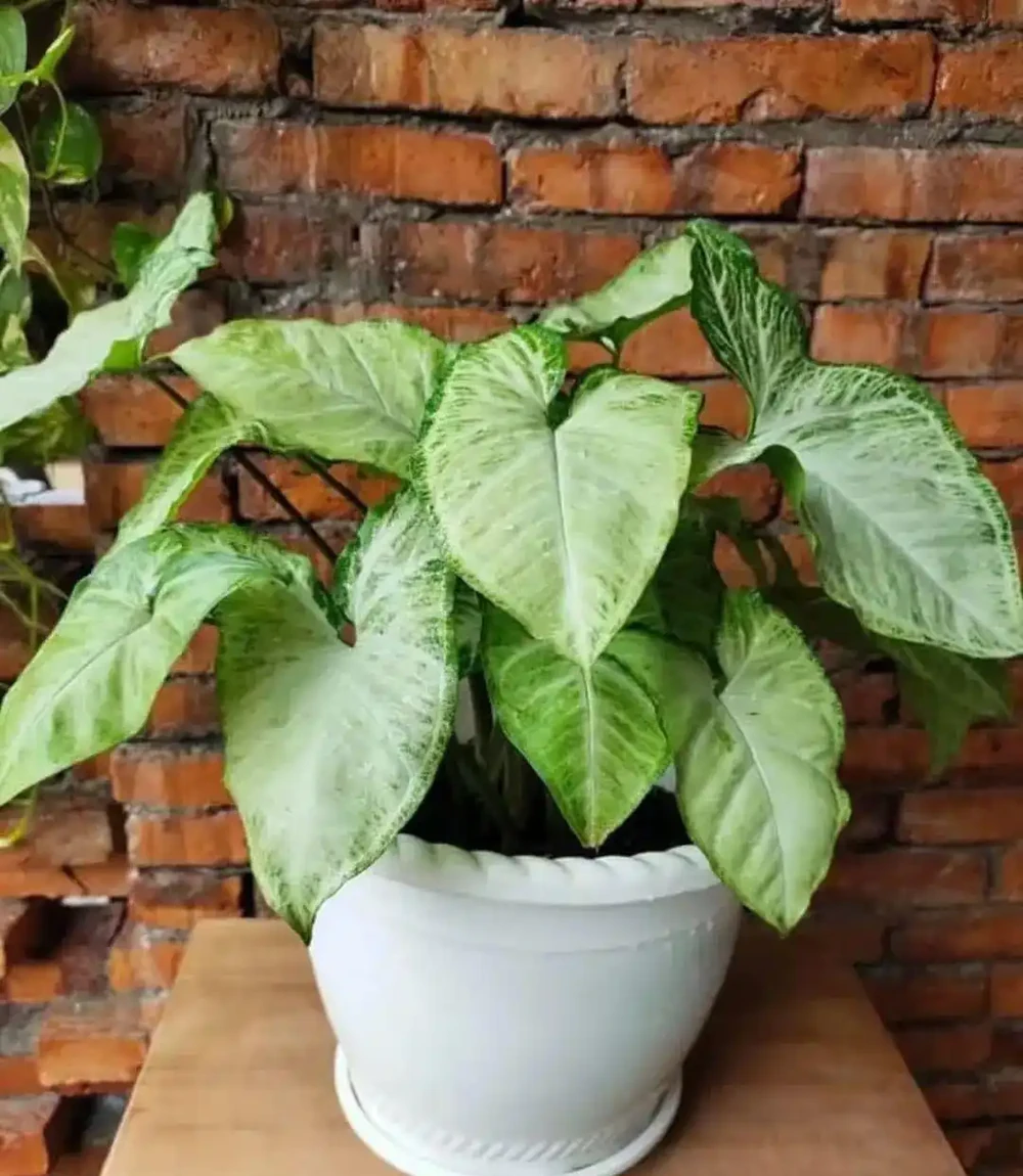 室內沒有陽光，養這8大類植物總不會錯，平價好看植物推薦