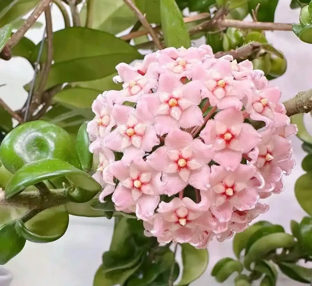 室內沒有陽光，養這8大類植物總不會錯，平價好看植物推薦