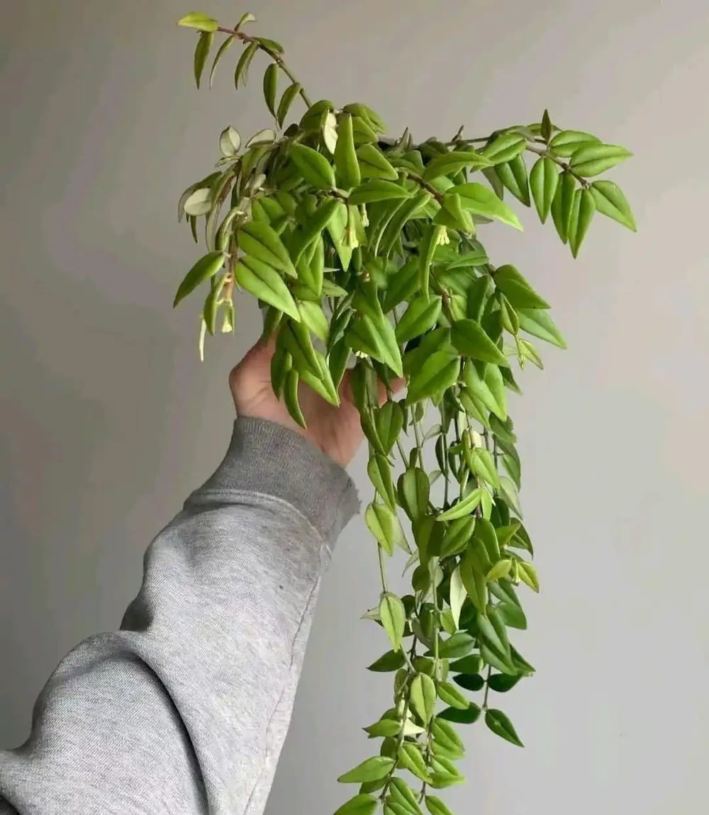 室內沒有陽光，養這8大類植物總不會錯，平價好看植物推薦