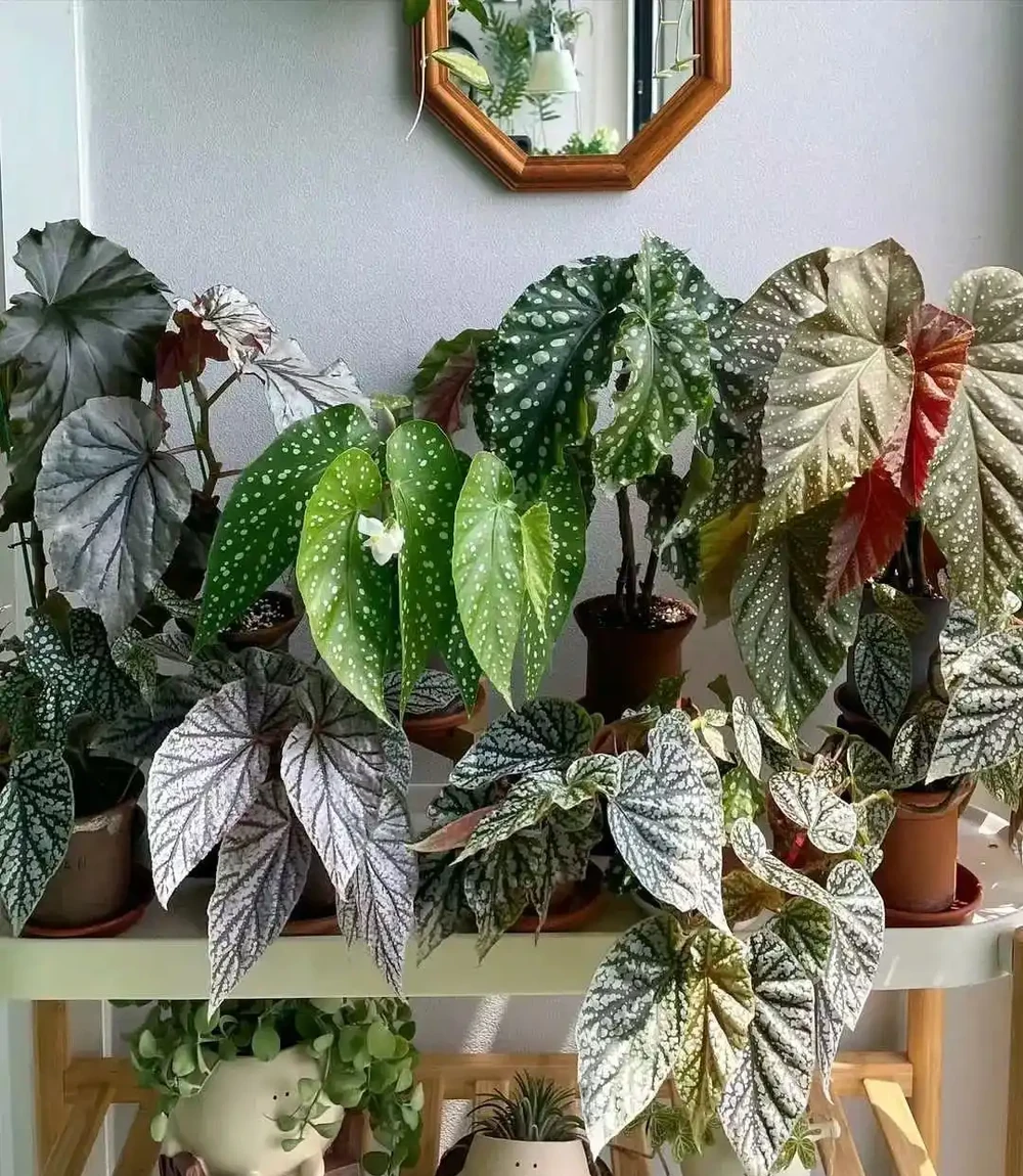 室內沒有陽光，養這8大類植物總不會錯，平價好看植物推薦