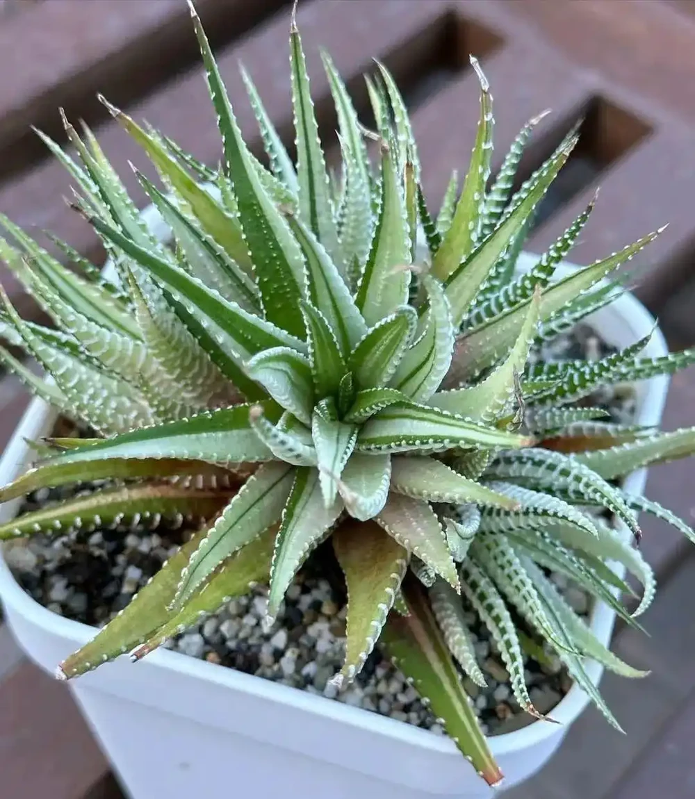 室內沒有陽光，養這8大類植物總不會錯，平價好看植物推薦