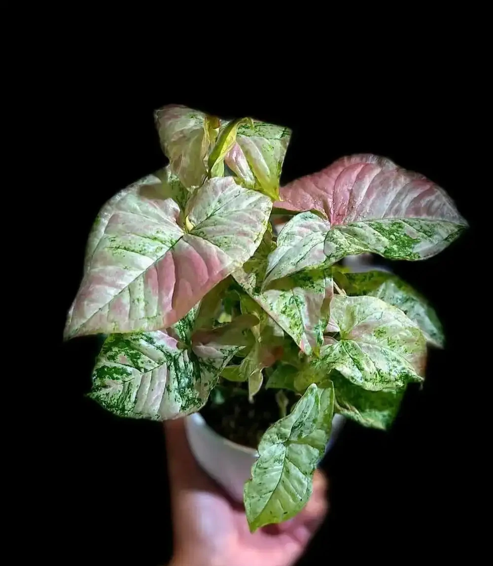 室內沒有陽光，養這8大類植物總不會錯，平價好看植物推薦