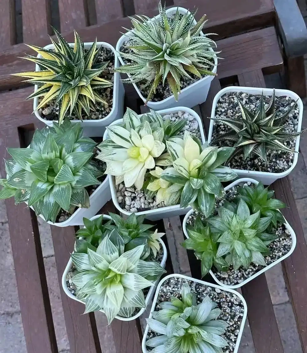 室內沒有陽光，養這8大類植物總不會錯，平價好看植物推薦