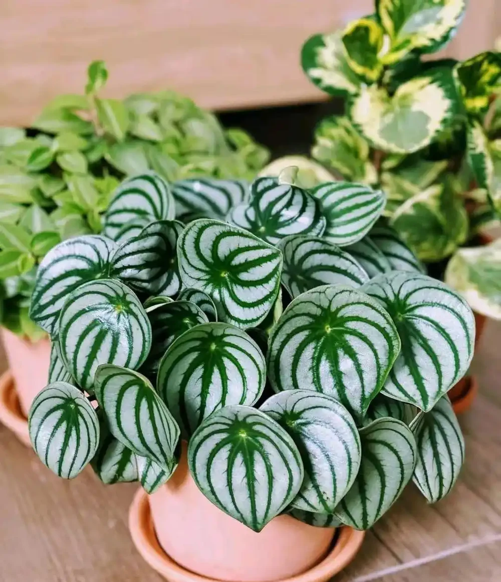 室內沒有陽光，養這8大類植物總不會錯，平價好看植物推薦
