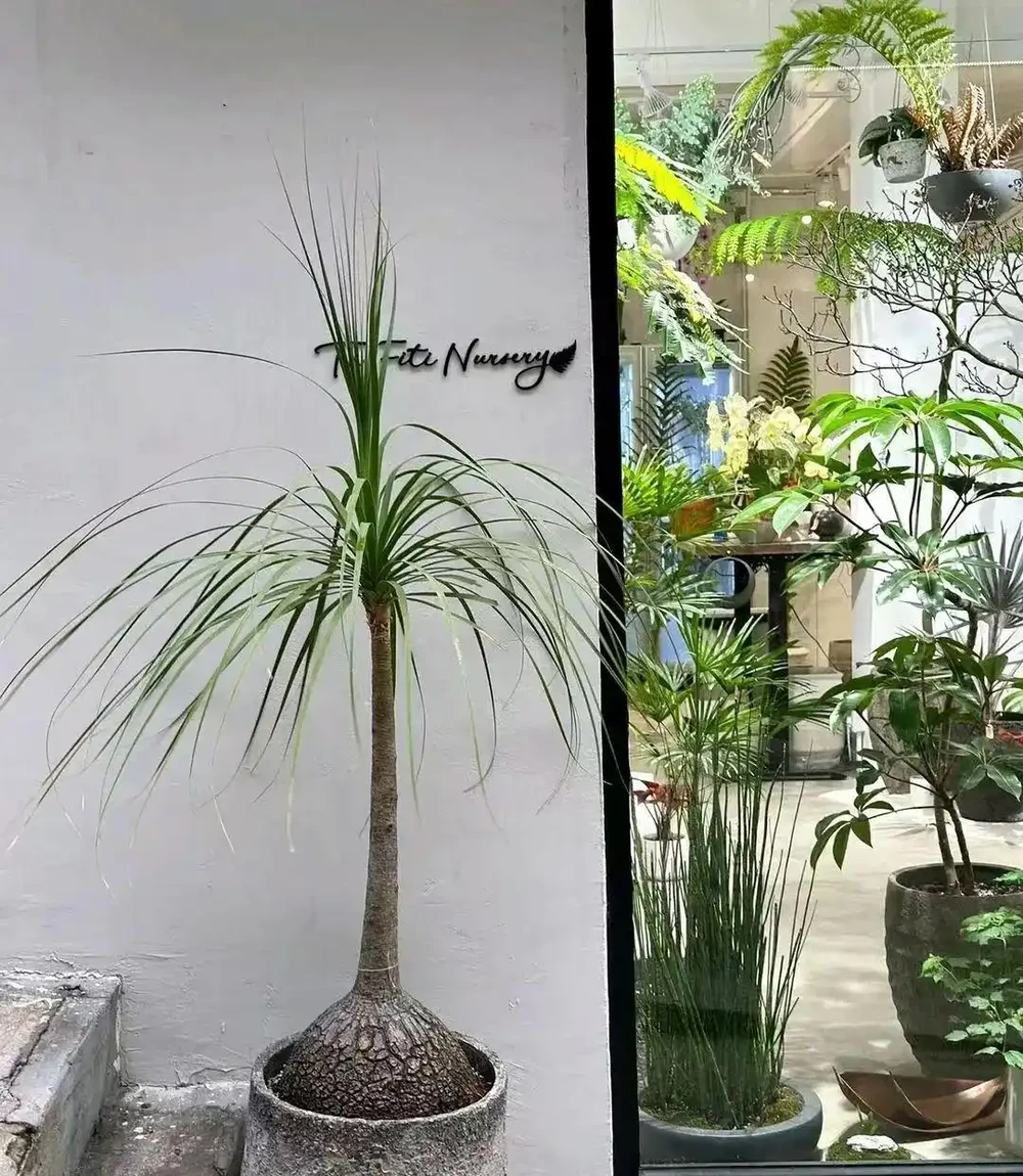 室內沒有陽光，養這8大類植物總不會錯，平價好看植物推薦
