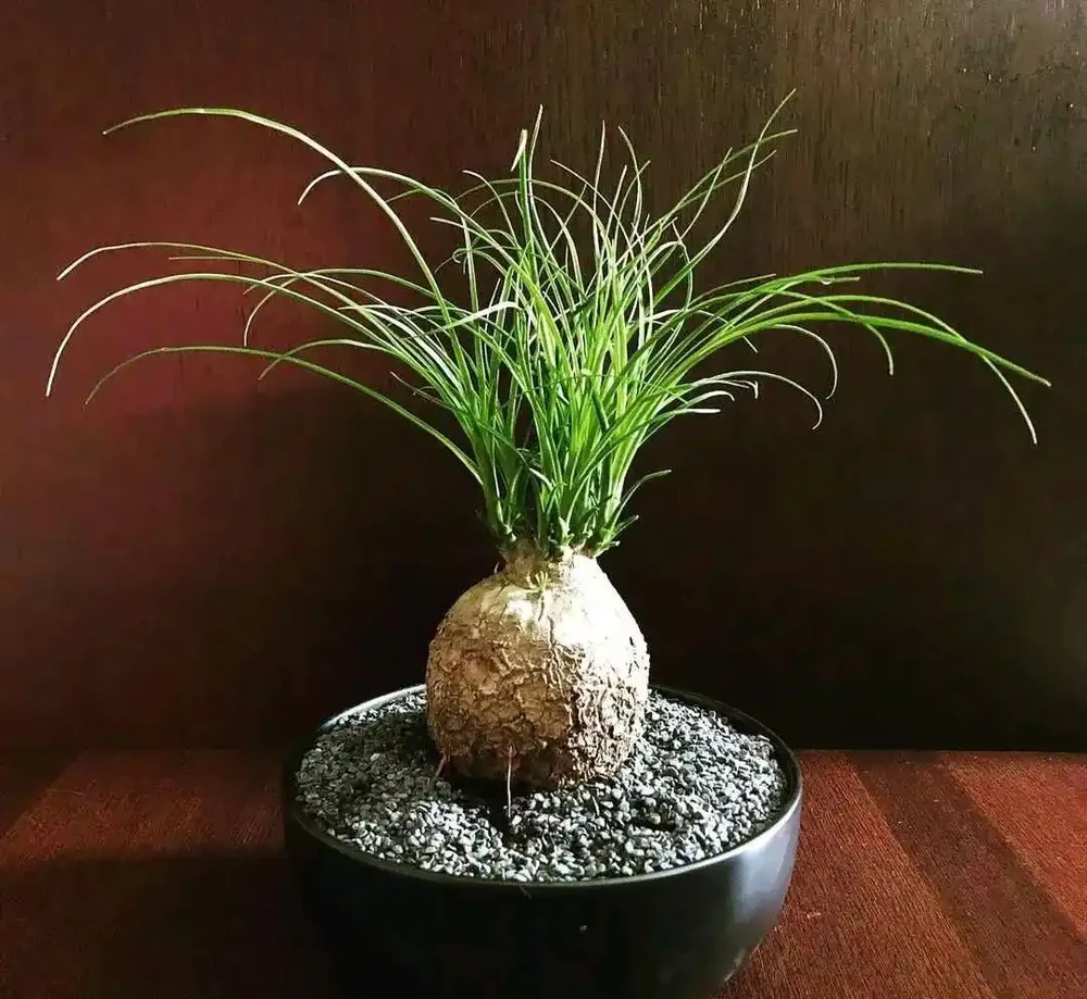室內沒有陽光，養這8大類植物總不會錯，平價好看植物推薦