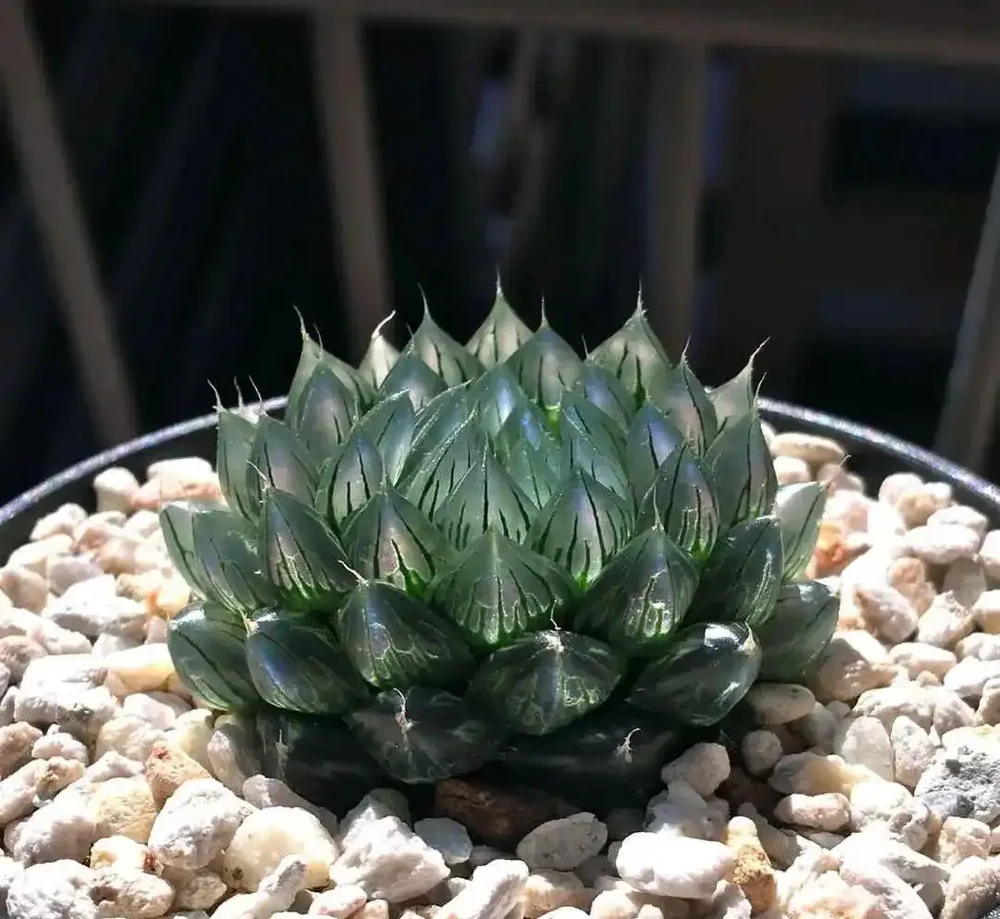 室內沒有陽光，養這8大類植物總不會錯，平價好看植物推薦