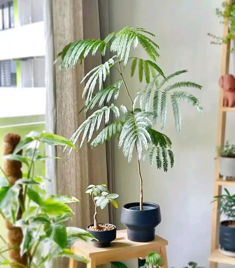 室內沒有陽光，養這8大類植物總不會錯，平價好看植物推薦