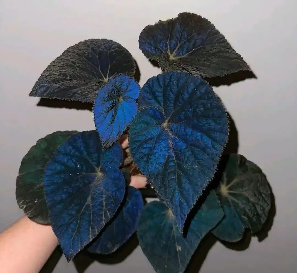 室內沒有陽光，養這8大類植物總不會錯，平價好看植物推薦
