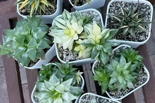 室內沒有陽光，養這8大類植物總不會錯，平價好看植物推薦