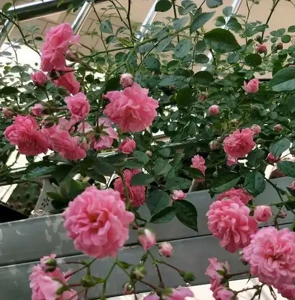 秋季種薔薇花,冬天埋基肥,開春呼呼長,夏天就能爆開花了