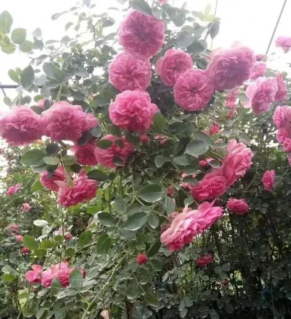 秋季種薔薇花,冬天埋基肥,開春呼呼長,夏天就能爆開花了