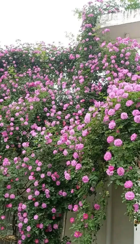 秋季種薔薇花,冬天埋基肥,開春呼呼長,夏天就能爆開花了