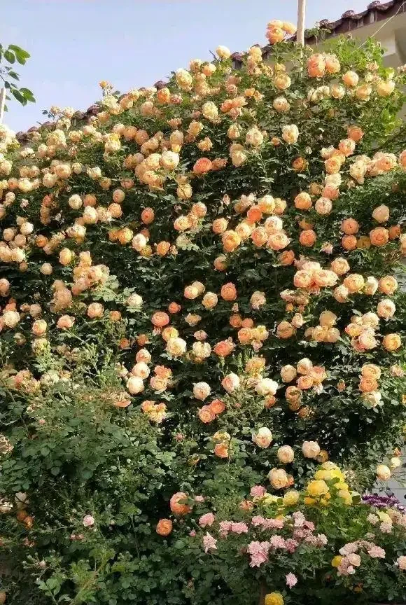 秋季種薔薇花,冬天埋基肥,開春呼呼長,夏天就能爆開花了
