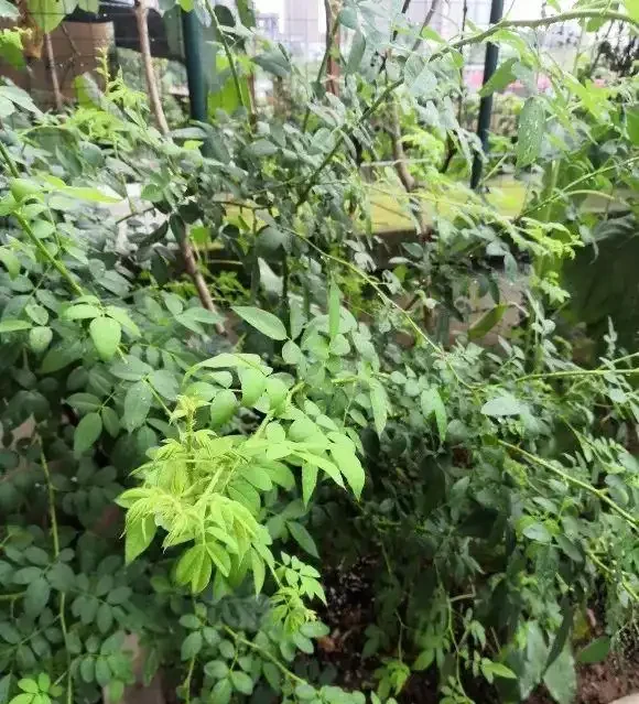 秋季種薔薇花,冬天埋基肥,開春呼呼長,夏天就能爆開花了