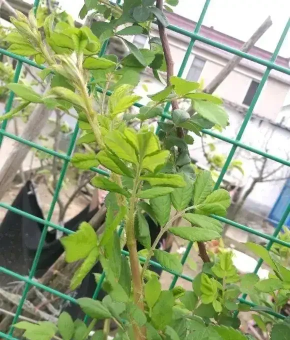 秋季種薔薇花,冬天埋基肥,開春呼呼長,夏天就能爆開花了