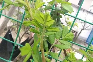 秋季種薔薇花，冬天埋基肥，開春呼呼長，夏天就能爆開花了
