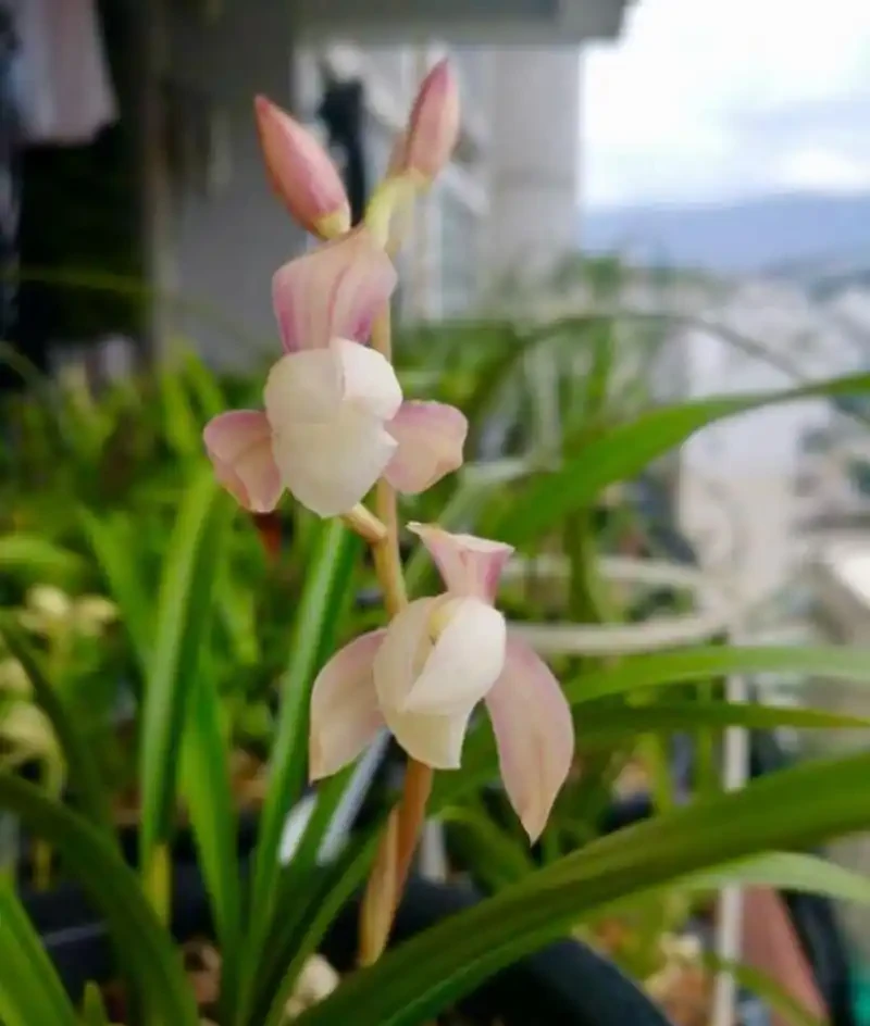 秋季蘭花葉子從根部開始變黑枯萎,要重視這幾個方面
