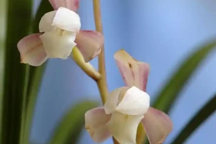 秋季蘭花葉子從根部開始變黑枯萎，要重視這幾個方面