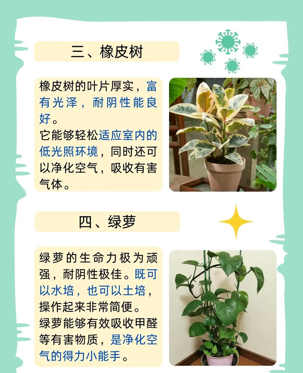 最耐陰的十大室內植物大型