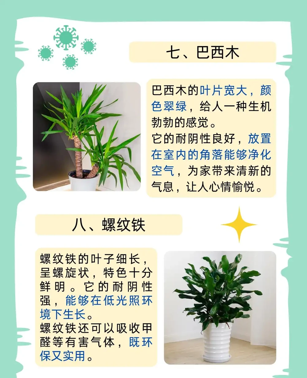 最耐陰的十大室內植物大型