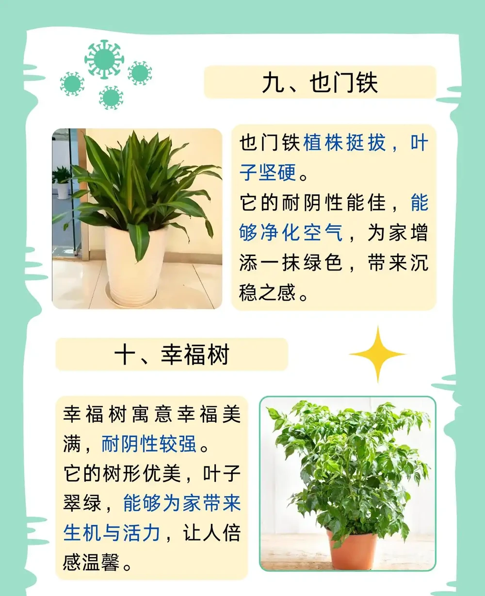 最耐陰的十大室內植物大型