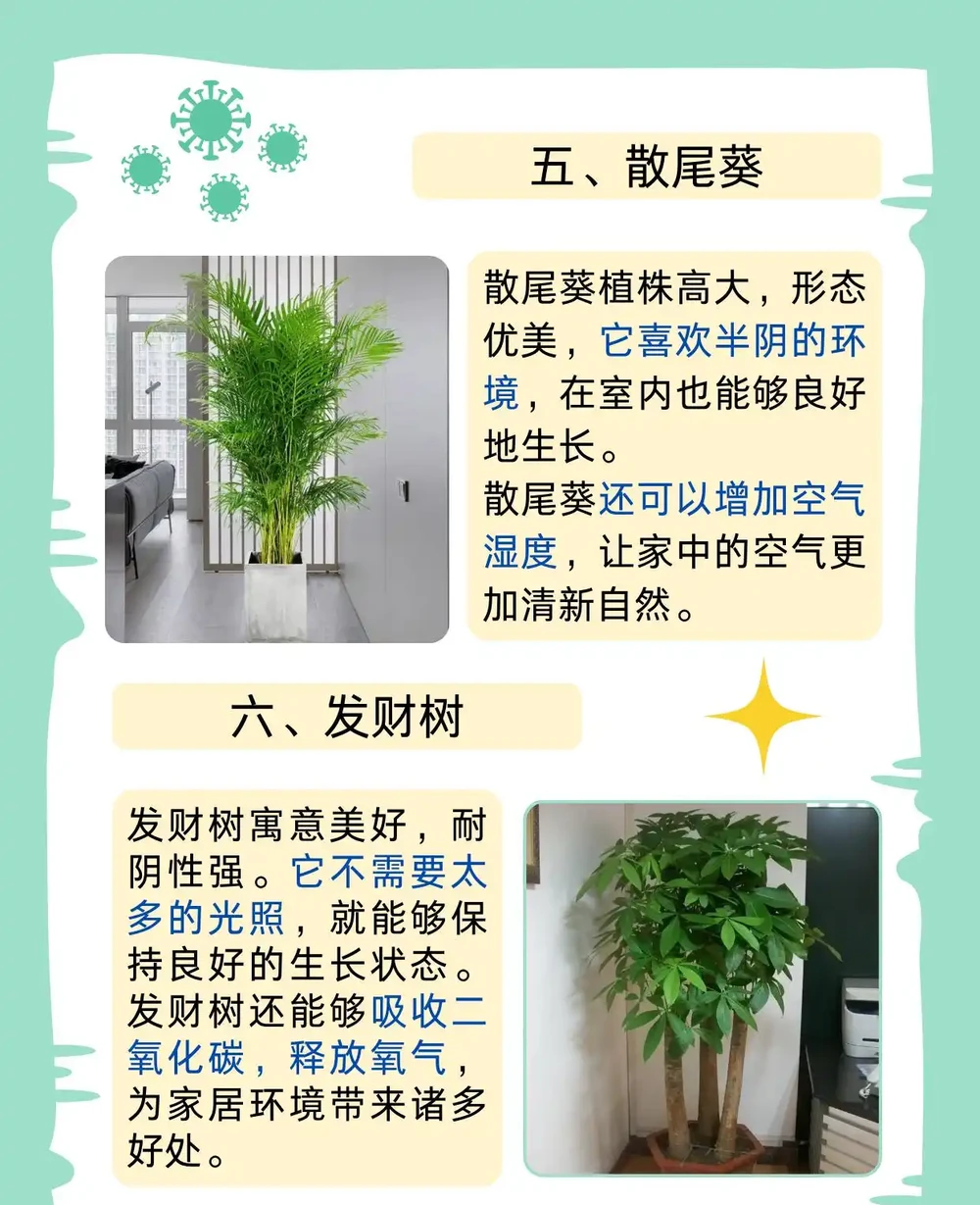 最耐陰的十大室內植物大型