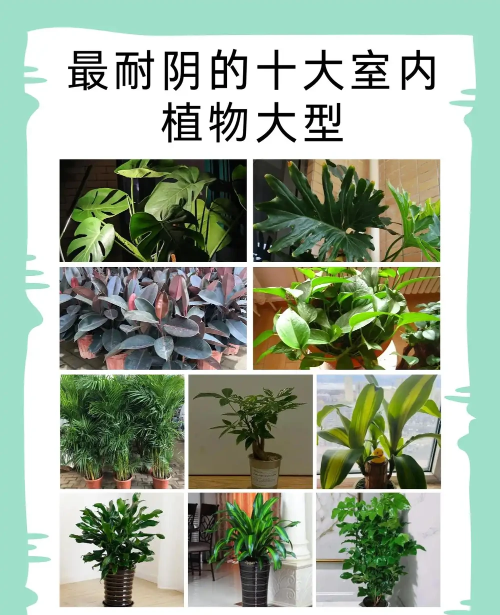 最耐陰的十大室內植物大型