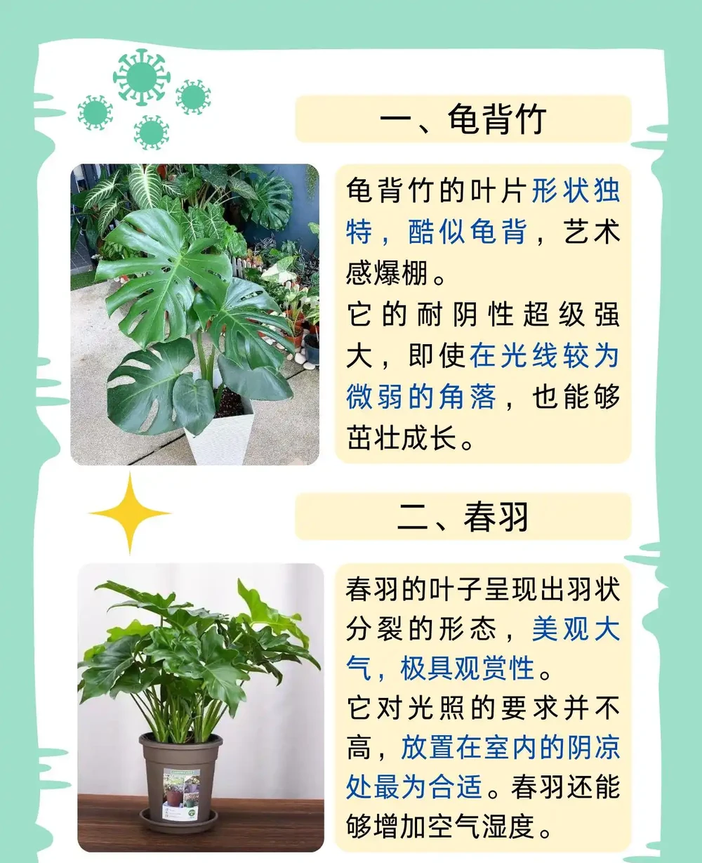 最耐陰的十大室內植物大型