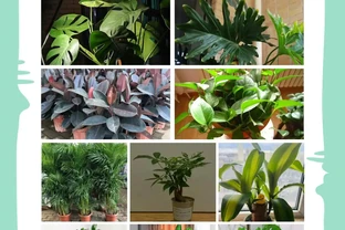 最耐陰的十大室內植物大型