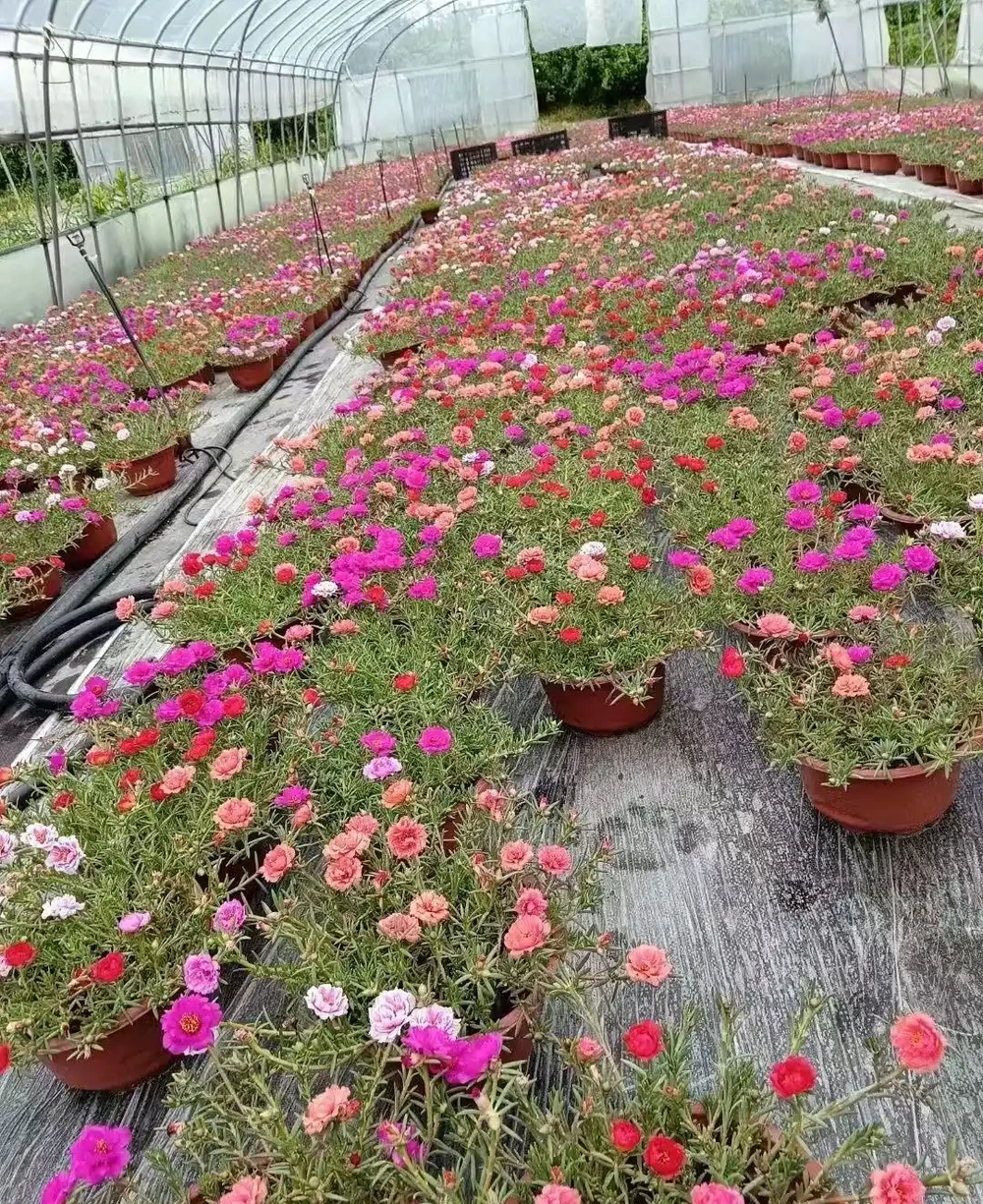 重瓣松葉牡丹,又叫松葉牡丹,其花朵大放異彩,花色豐富,分外美麗