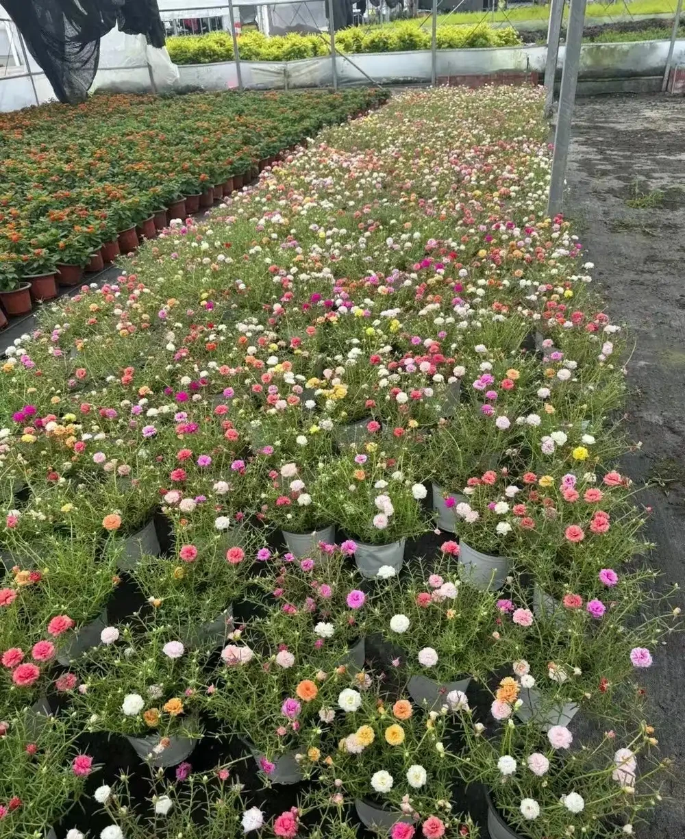 重瓣松葉牡丹,又叫松葉牡丹,其花朵大放異彩,花色豐富,分外美麗