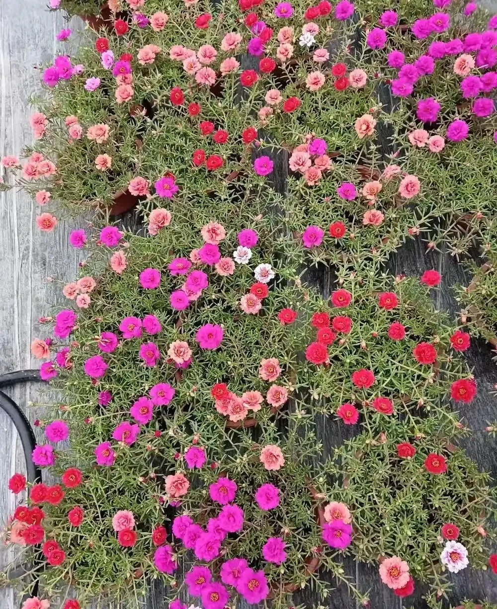 重瓣松葉牡丹,又叫松葉牡丹,其花朵大放異彩,花色豐富,分外美麗