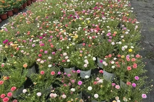 重瓣松葉牡丹，又叫松葉牡丹，其花朵大放異彩，花色豐富，分外美麗