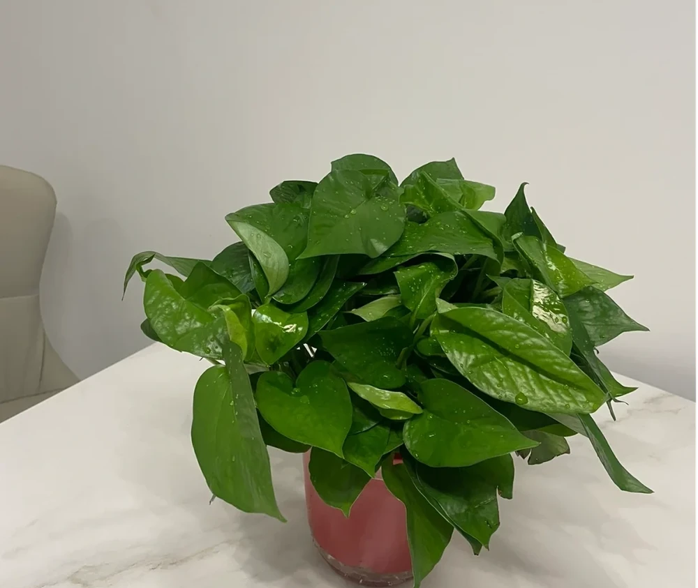 「屋內有三花,不富也有福」,室內適合養哪3種花,你家有沒有?