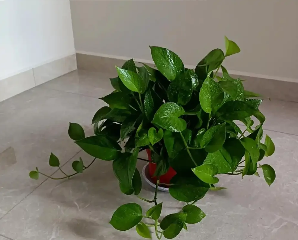 「屋內有三花,不富也有福」,室內適合養哪3種花,你家有沒有?