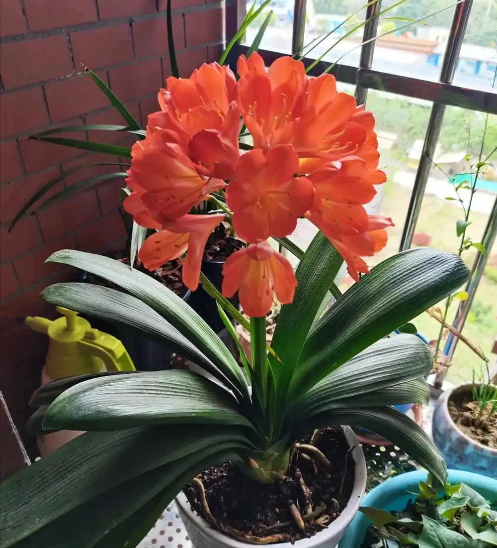 「屋內有三花,不富也有福」,室內適合養哪3種花,你家有沒有?