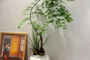 想要客廳顯高階，我建議你養這7種樹，「一樹成景」特治癒