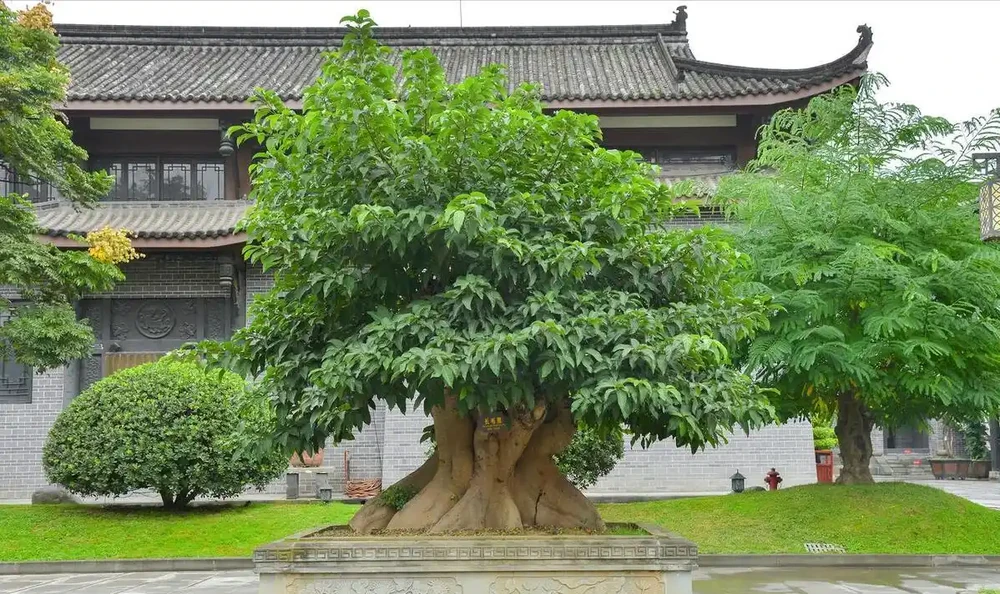 金彈子用什麼肥料長得快