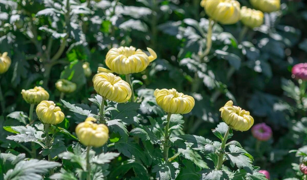 菊花種植方法和時間