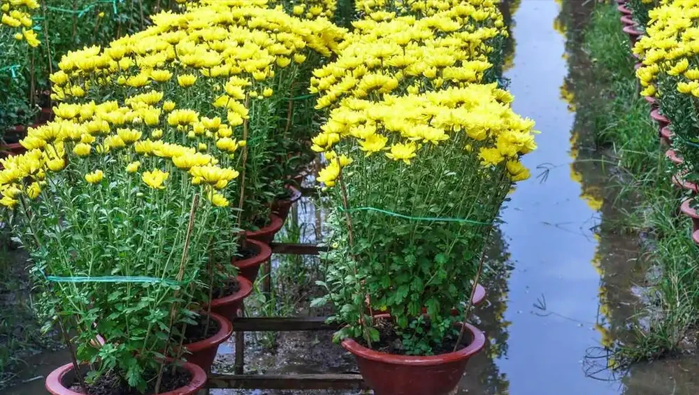 菊花種植方法和時間