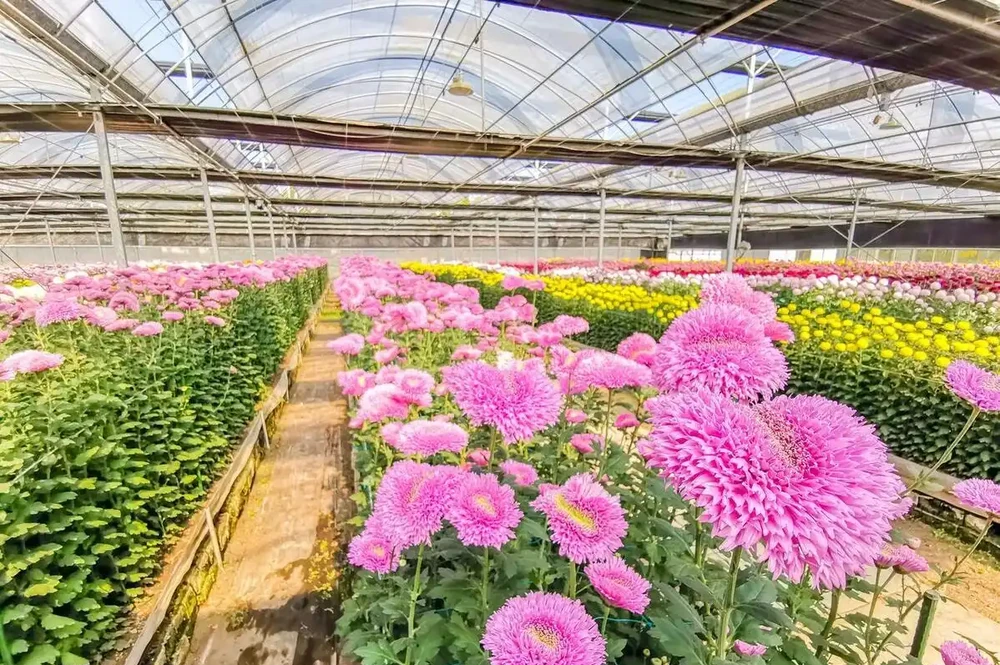 菊花種植方法和時間