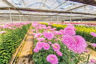 菊花種植方法和時間