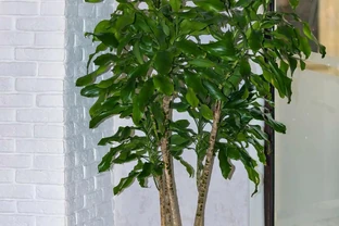俗語「客廳有3樹，兒女都能富」：招財納福的樹木與現代家居