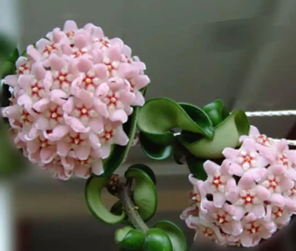 這5種陰花,「無光」長得歡,養在家裡省心省事還漂亮