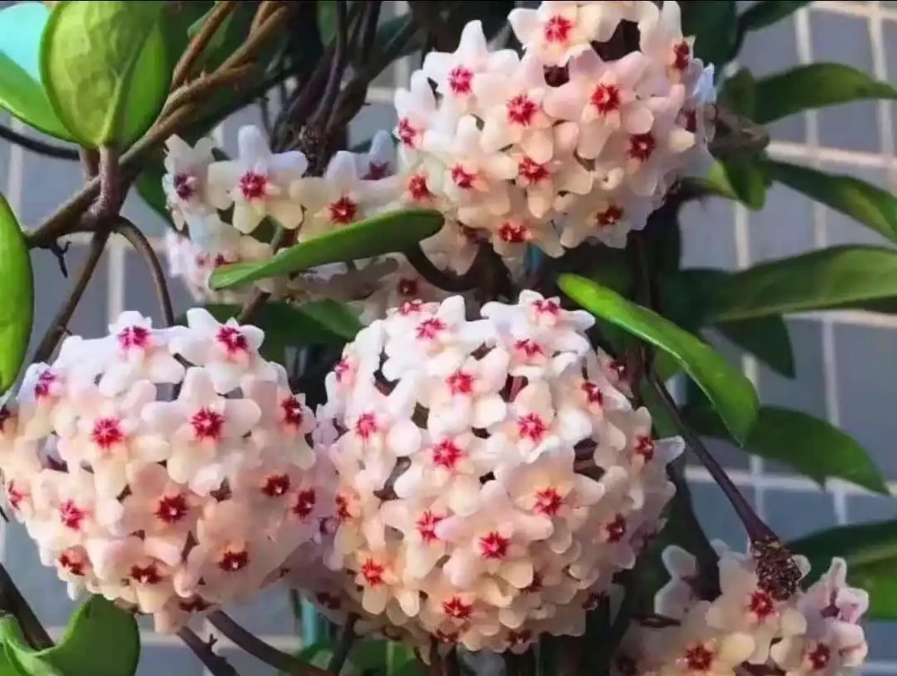 這5種陰花,「無光」長得歡,養在家裡省心省事還漂亮
