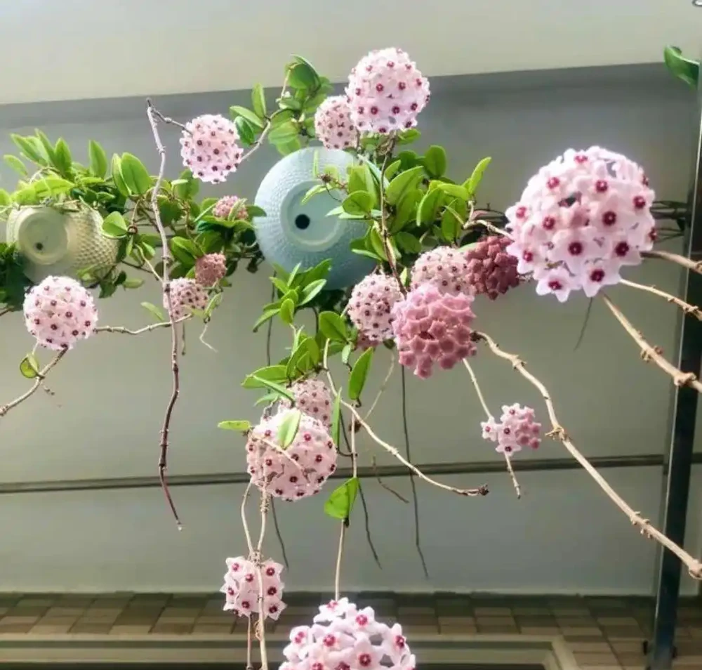 這5種陰花,「無光」長得歡,養在家裡省心省事還漂亮