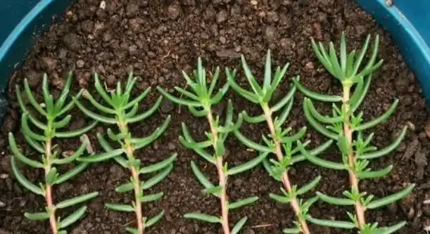 秋季插枝繁殖,3種小技巧,長根快、成活率超高!